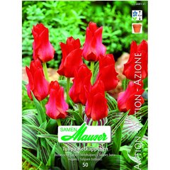   Tulipe Bot Chaperon Rouge 50  12/
