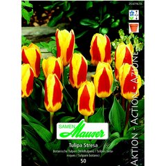   Tulipe botanique Stresa 50  12/