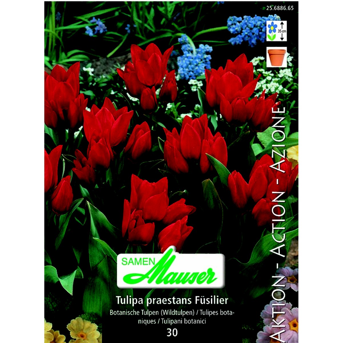   Tulipe botanique praest Füsilier 30  12/