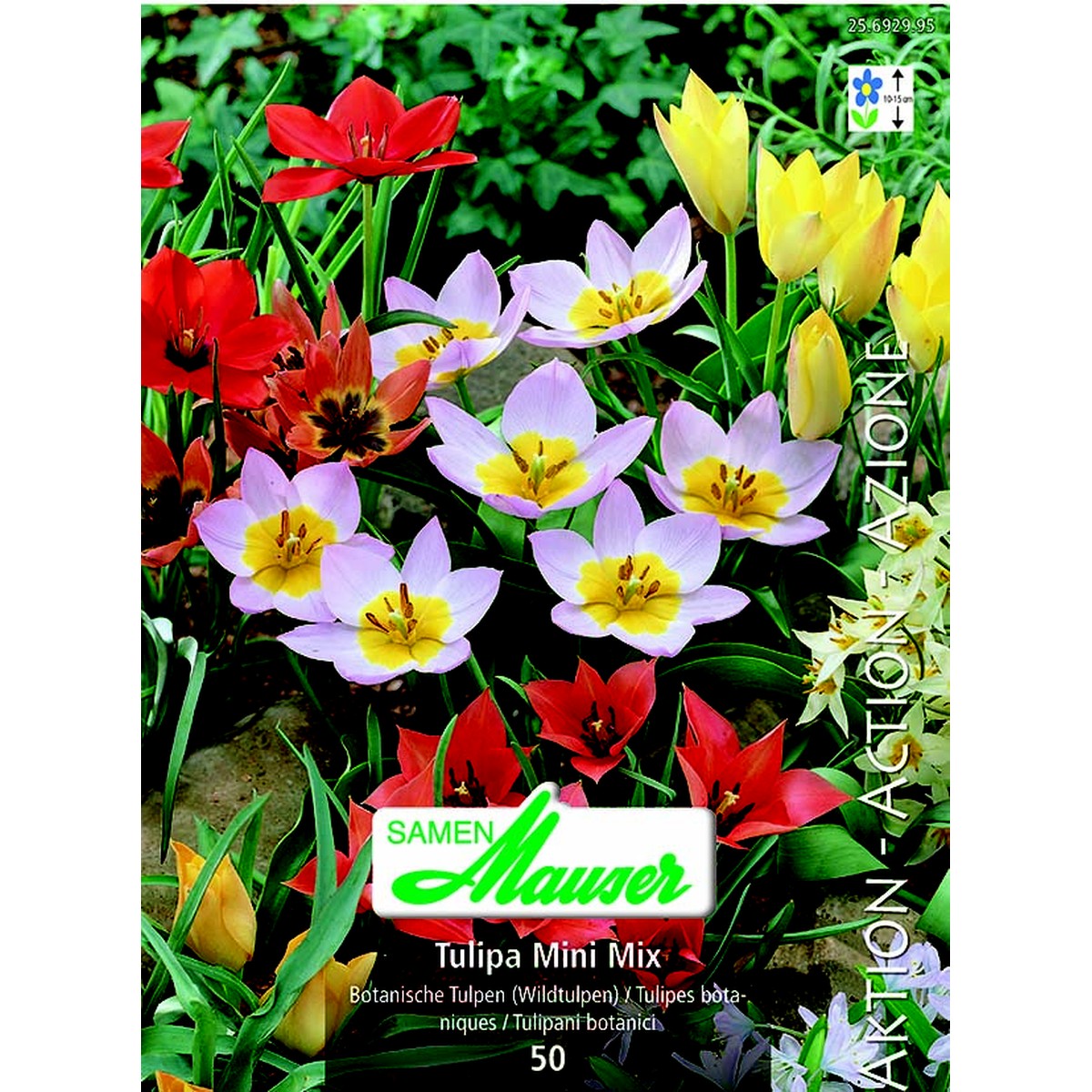   Tulipe botanique mélange mini 50  12/