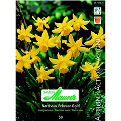   Narcisse Bot Februar Gold 50  14/