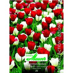   Tulipe Valentines Mixture 25  12/