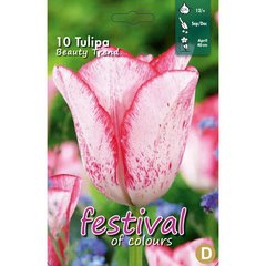   Tulipe Triomphe 'Beauty Trend'  