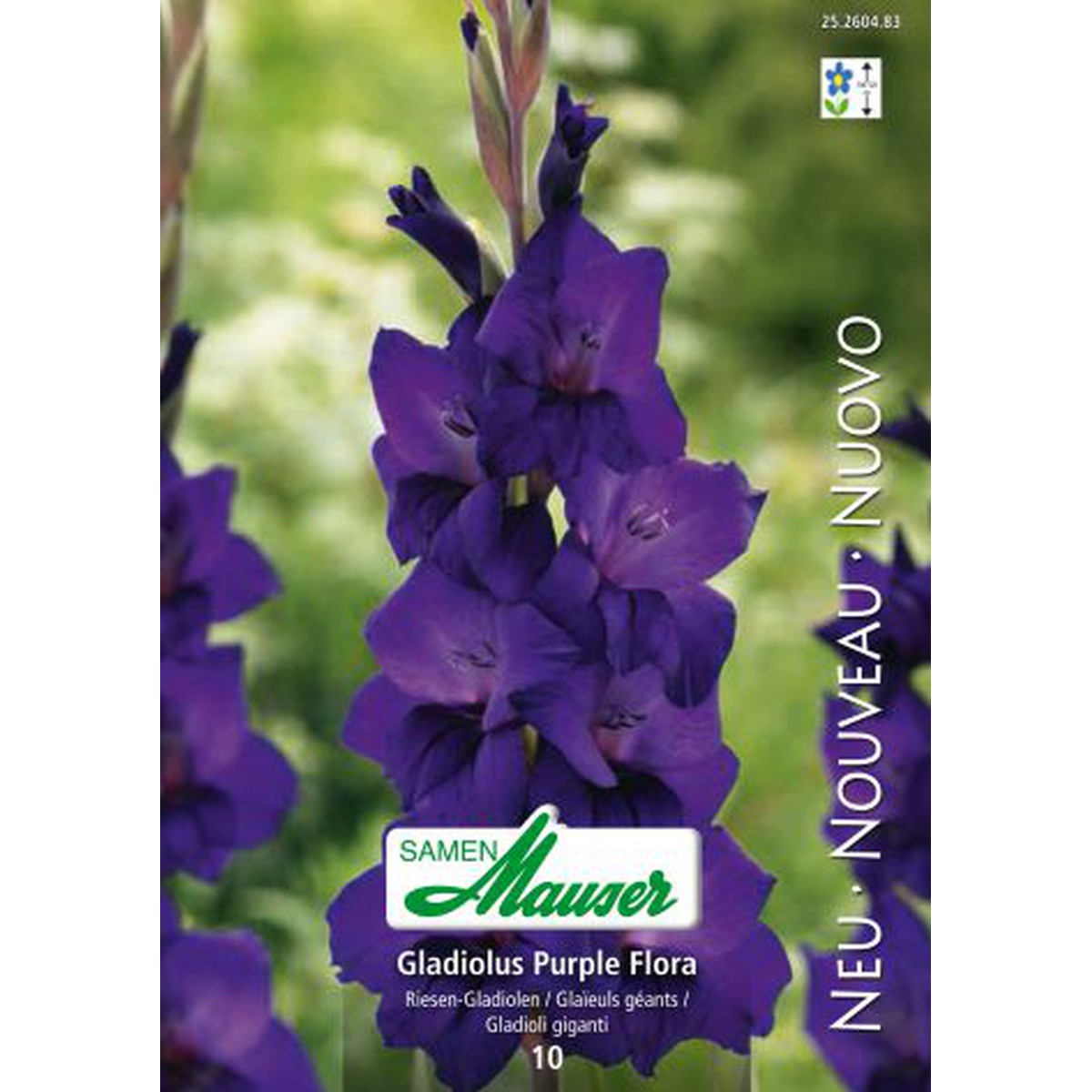   Glaïeuls Purple Flora  