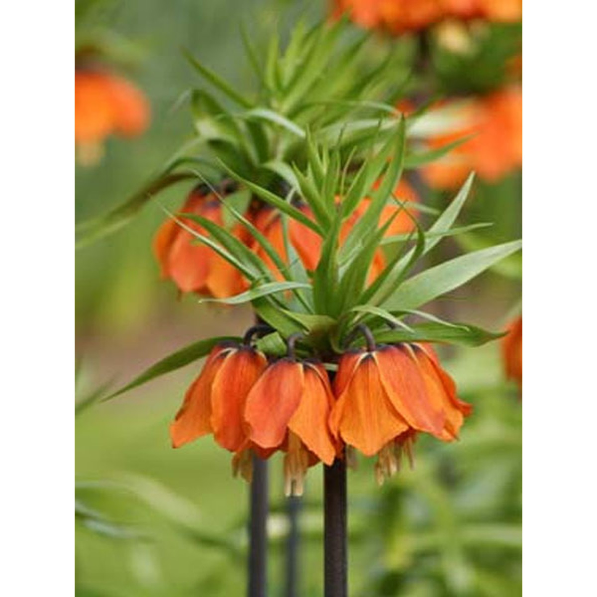 6 Bulbes Fritillaria Imperialis (Couronnes Impériales) - Vivaces Rustiques, Mélange De Couleurs, Jardin/pot