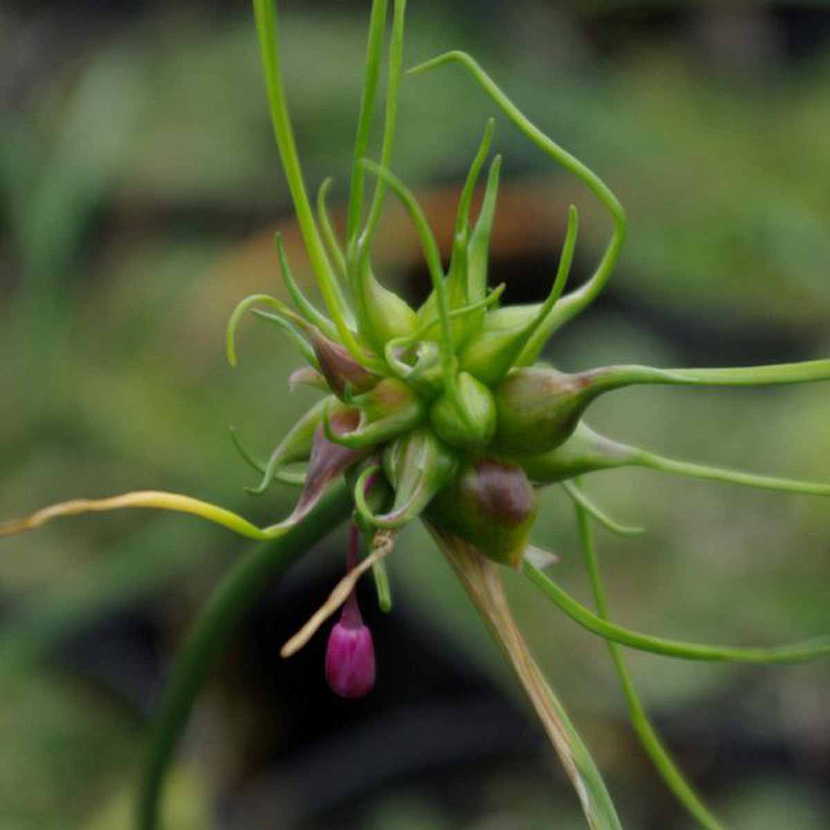   Allium carinatum  Pot 1.5 litres