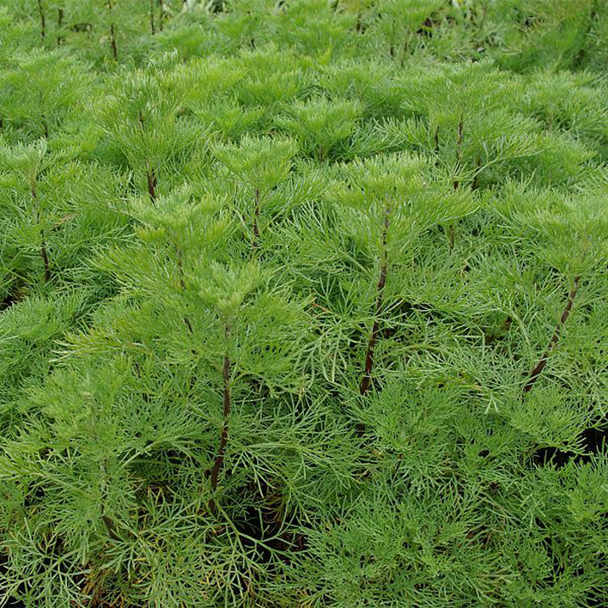   Artemisia abrotanum 'Cola  Pot 1.5 litres