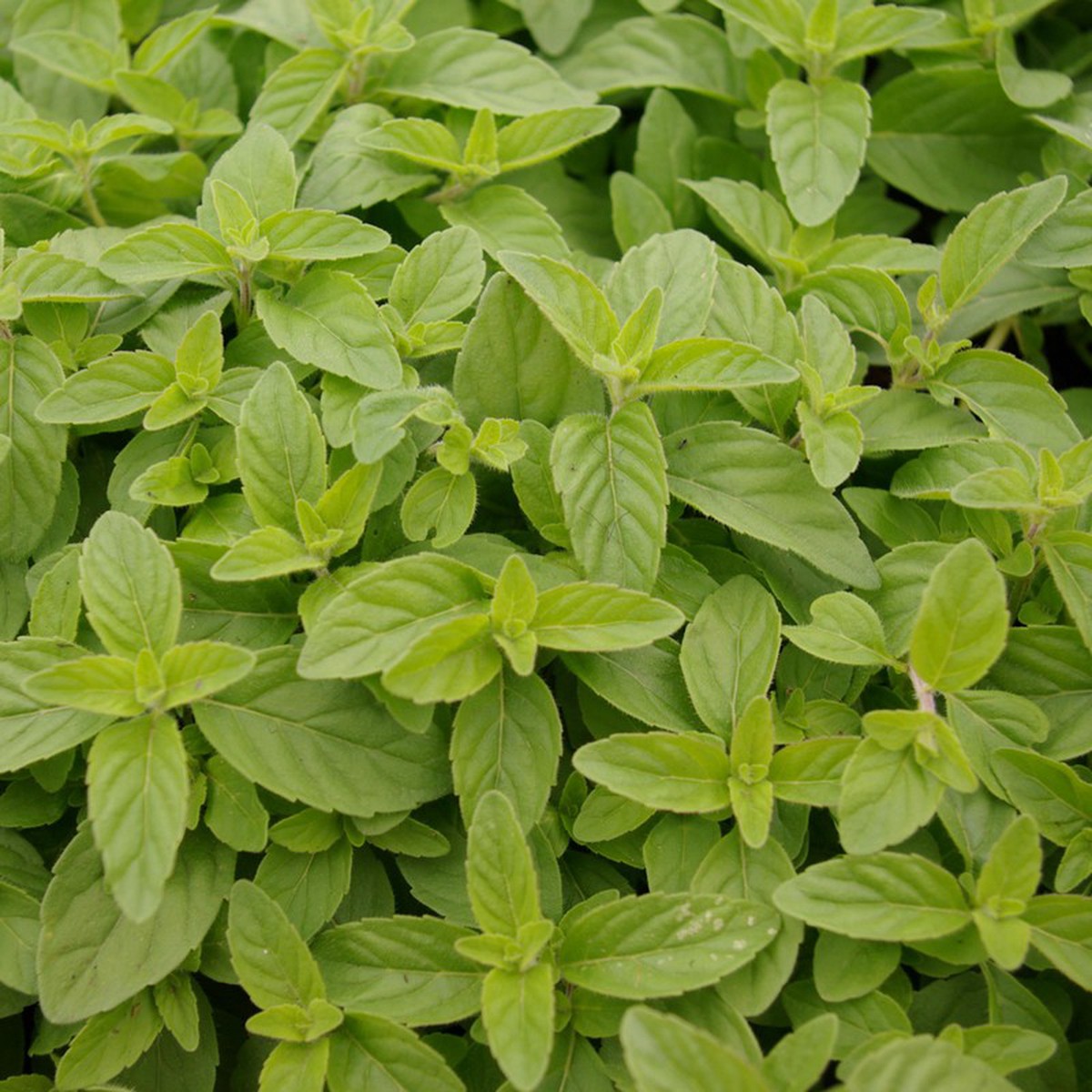   Mentha arvensis 'Banana'  Pot 1.5 litres