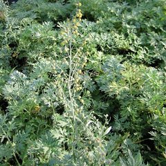   Artemisia absinthium  Pot 1.5 litres