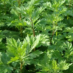   Artemisia vulgaris  Pot 1.5 litres