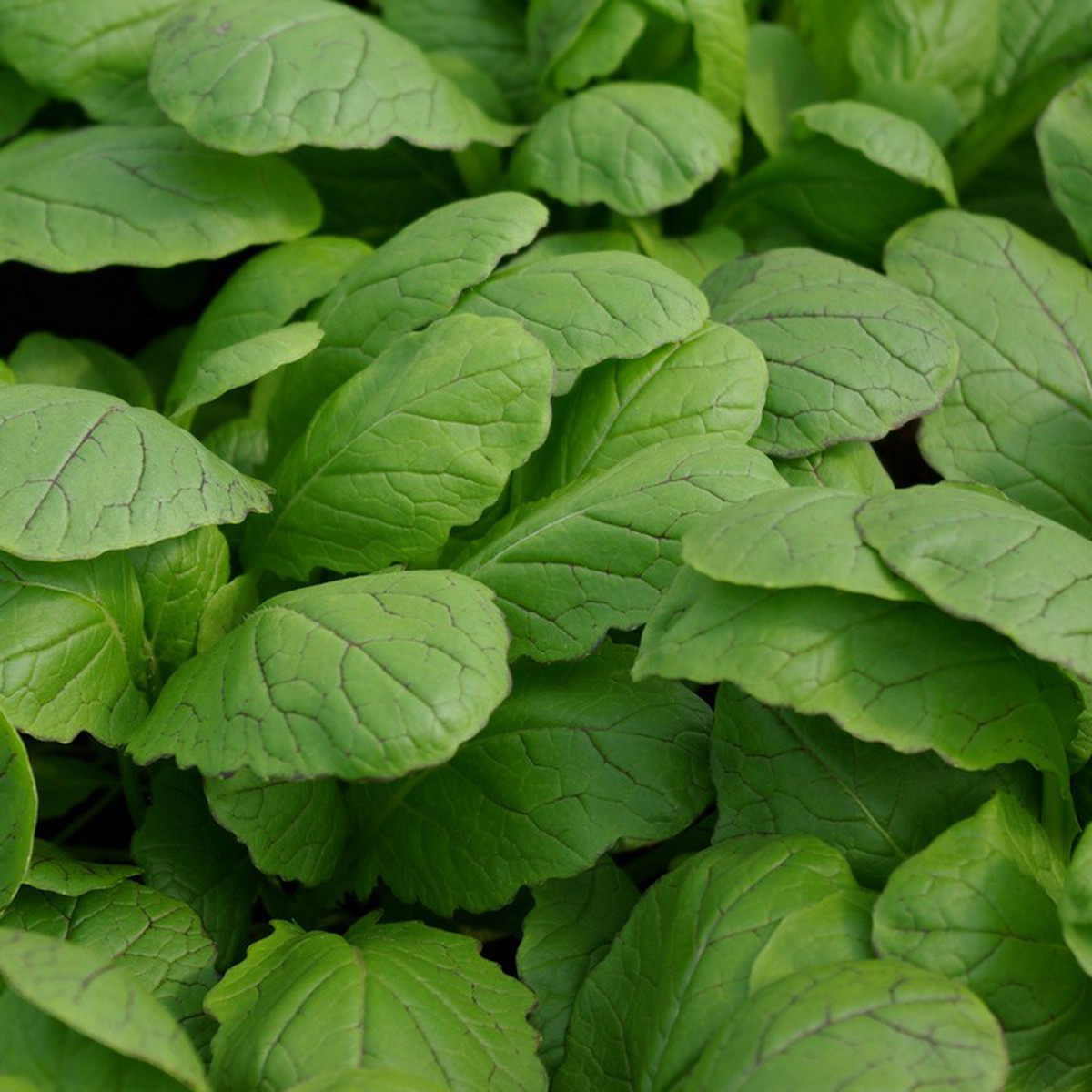 Vivaces, Brassica juncea integrifolia 'Amsoi' Pot 1.5 litres Schilliger