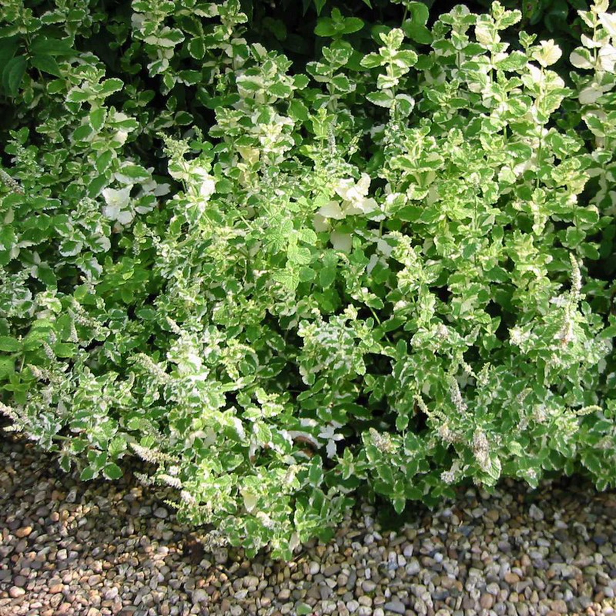 Plantes vivaces, Mentha rotundifolia 'Variegata' Pot 1.5 litres | Schilliger