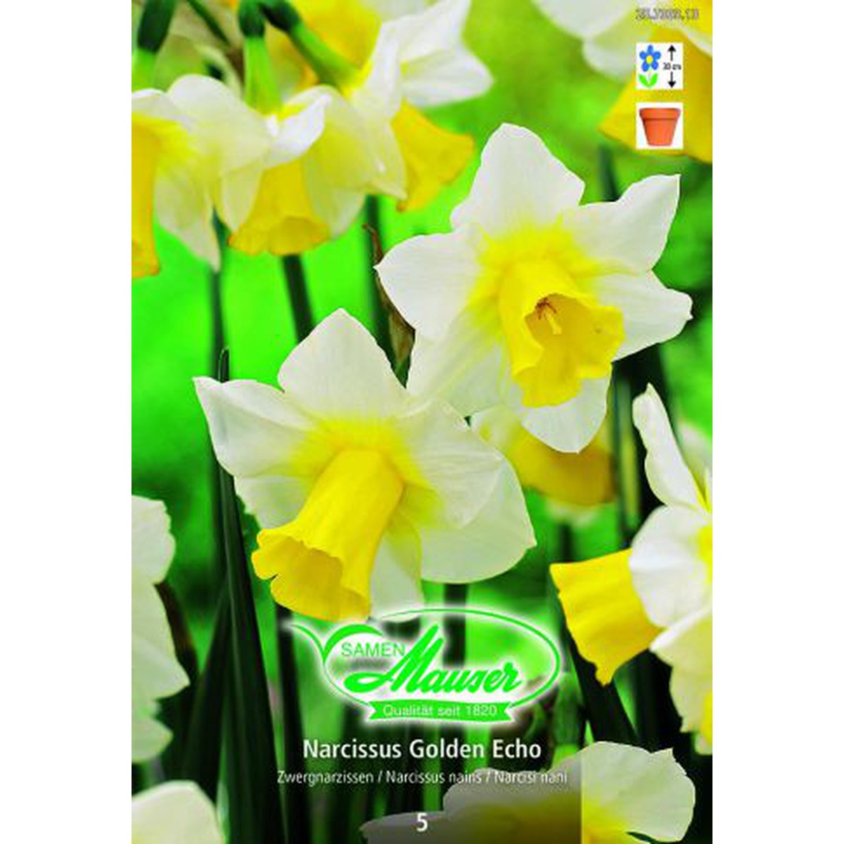   Narcisse Botanique Golden Echo 5  