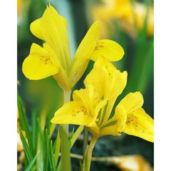   Iris danfordiae  