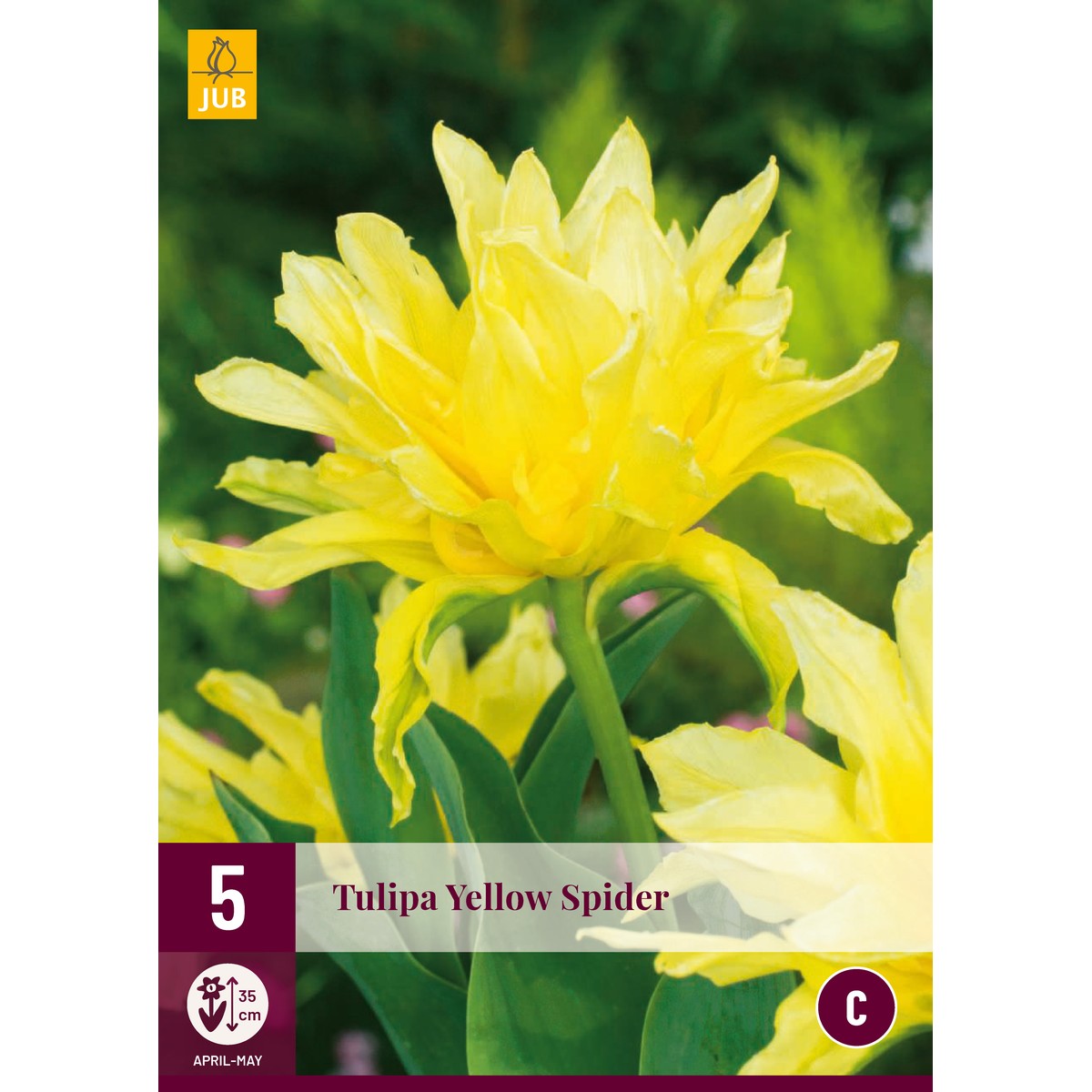   Tulipe YELLOW SPIDER  5 pcs / sachet