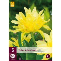   Tulipe YELLOW SPIDER  5 pcs / sachet