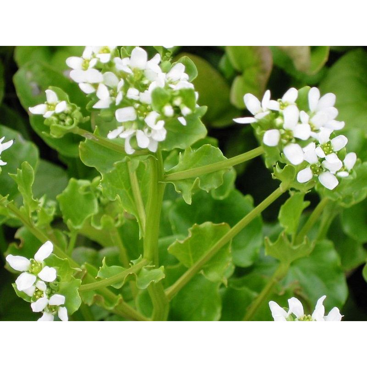   Cochlearia officinalis  Pot 1.5 litres