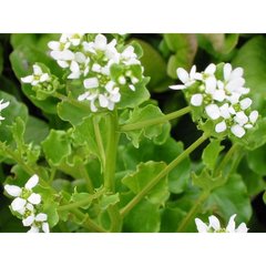   Cochlearia officinalis  Pot 1.5 litres