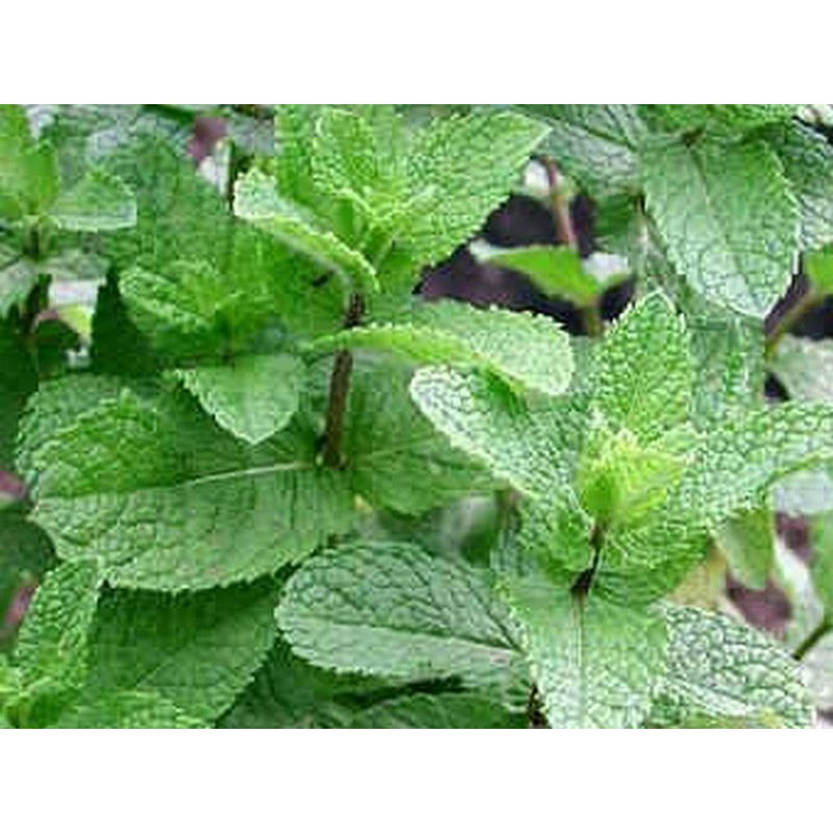   Mentha spicata 'Marrakech'  Pot 1.5 litres