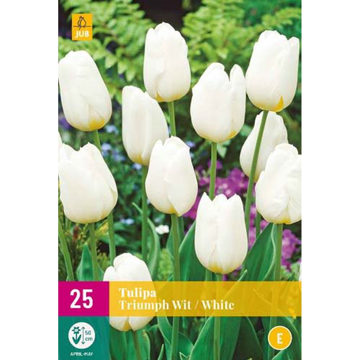 Tulipes, TULIPE TRIUMPH WHITE 25 bulbes / sachet | Schilliger