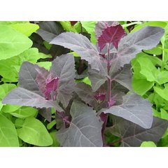   Atriplex hortensis  Pot 1.5 litres