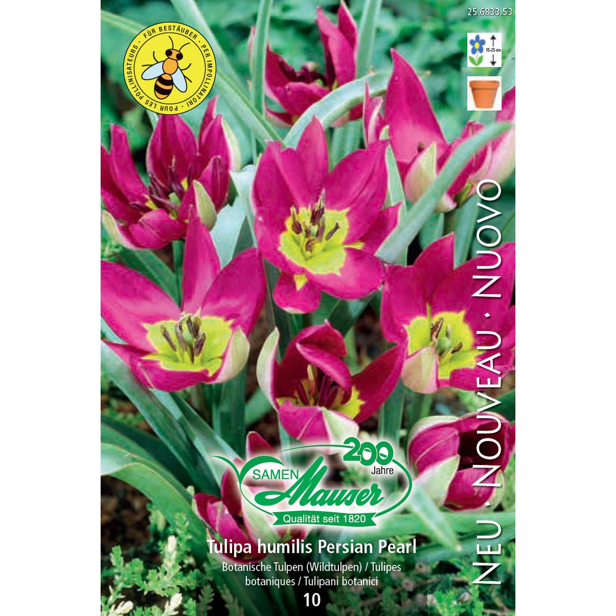   Tulipe botanique Persian Pearl  