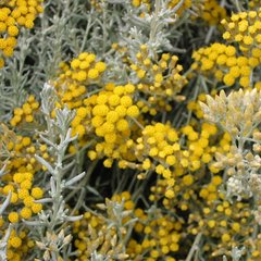   Helichrysum italicum microphyllum  Pot 1.5 litres