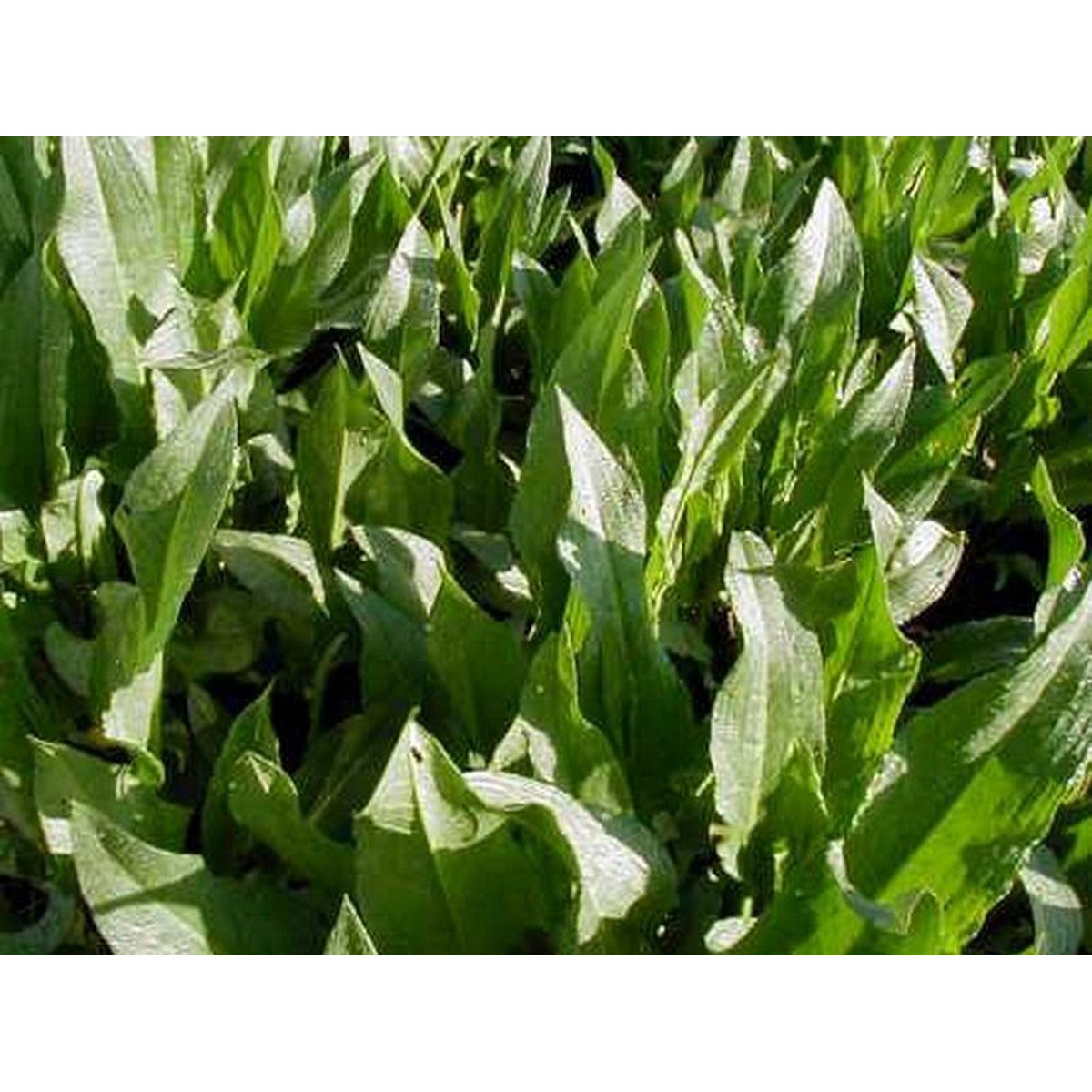   Rumex patientia  Pot 1.5 litres