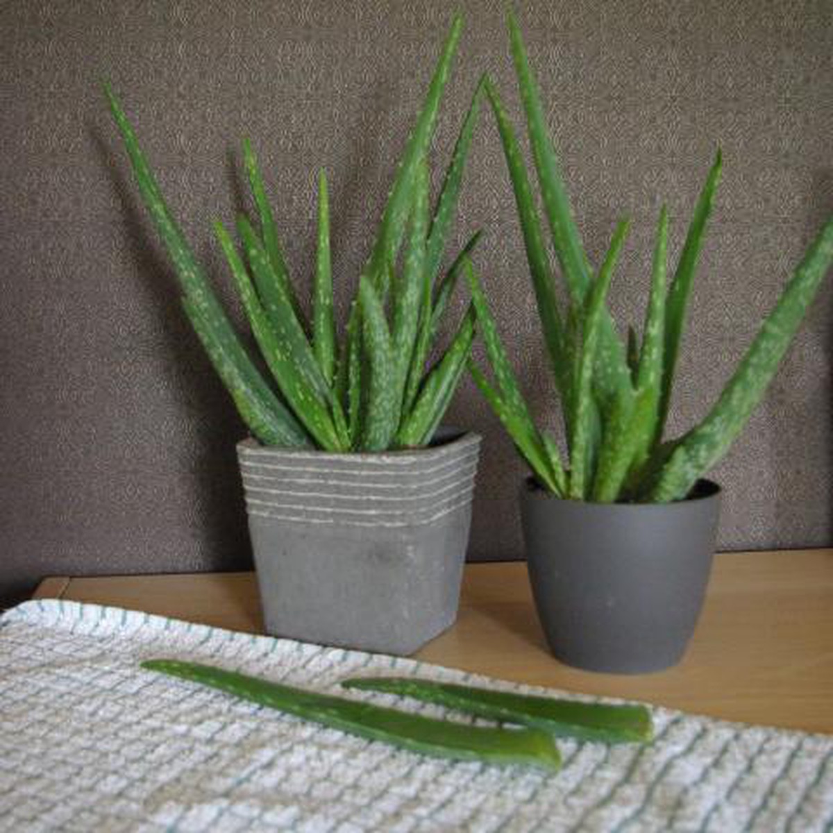   Aloe vera  C 1.5L