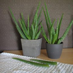   Aloe vera  C 1.5L