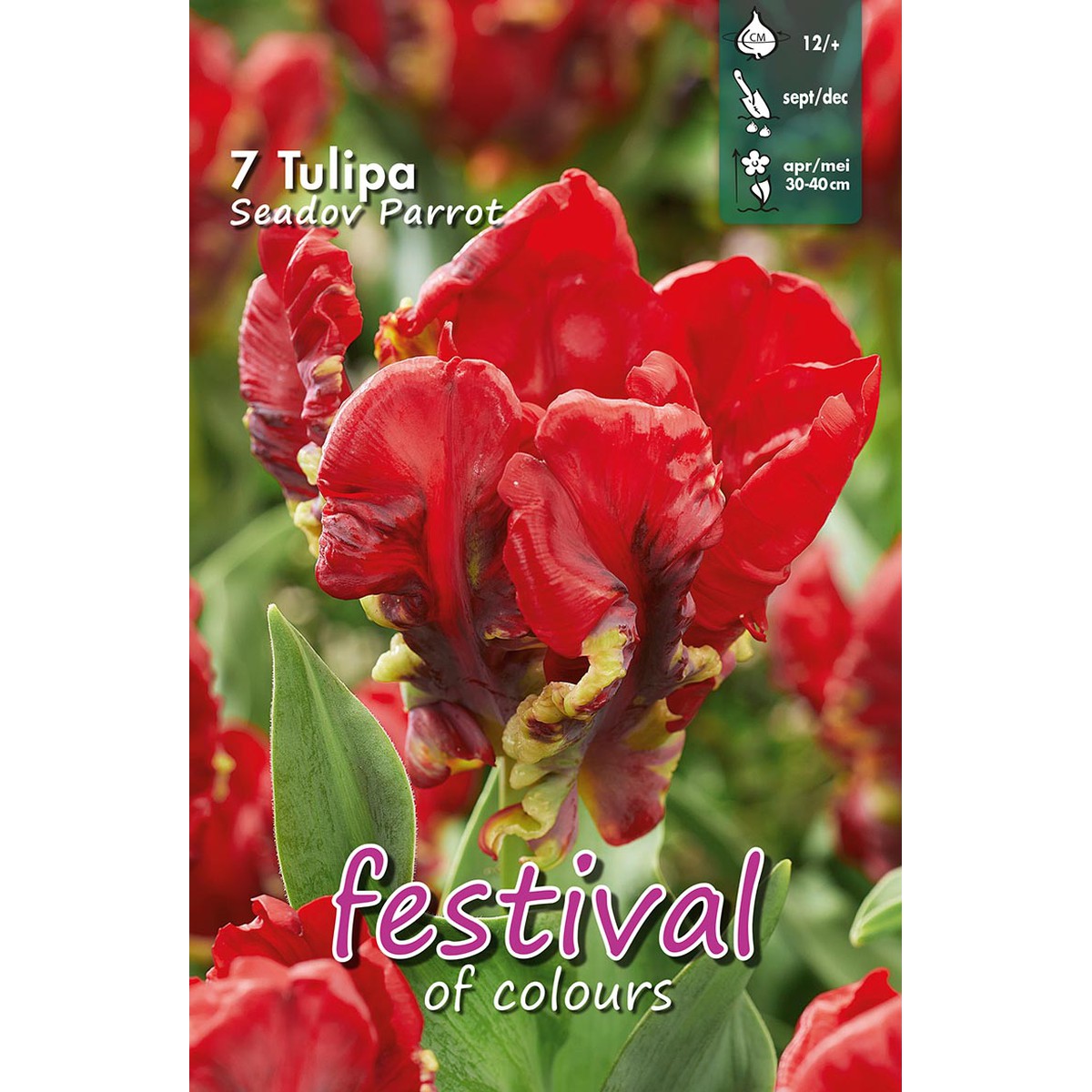  Tulipes 'Seadov Parrot'  