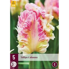   Tulipes 'Cabanna'  12/+
