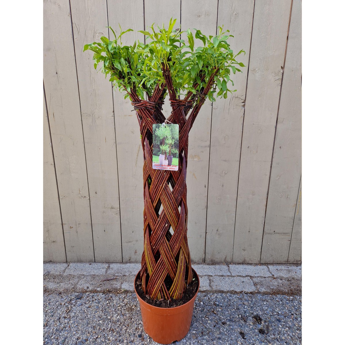 Plantes d'automne, Salix sculpté Pot 26 cm h.100 cm | Schilliger