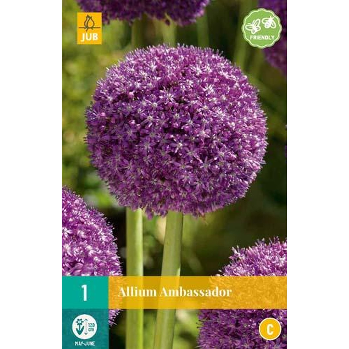   ALLIUM AMBASSADOR  