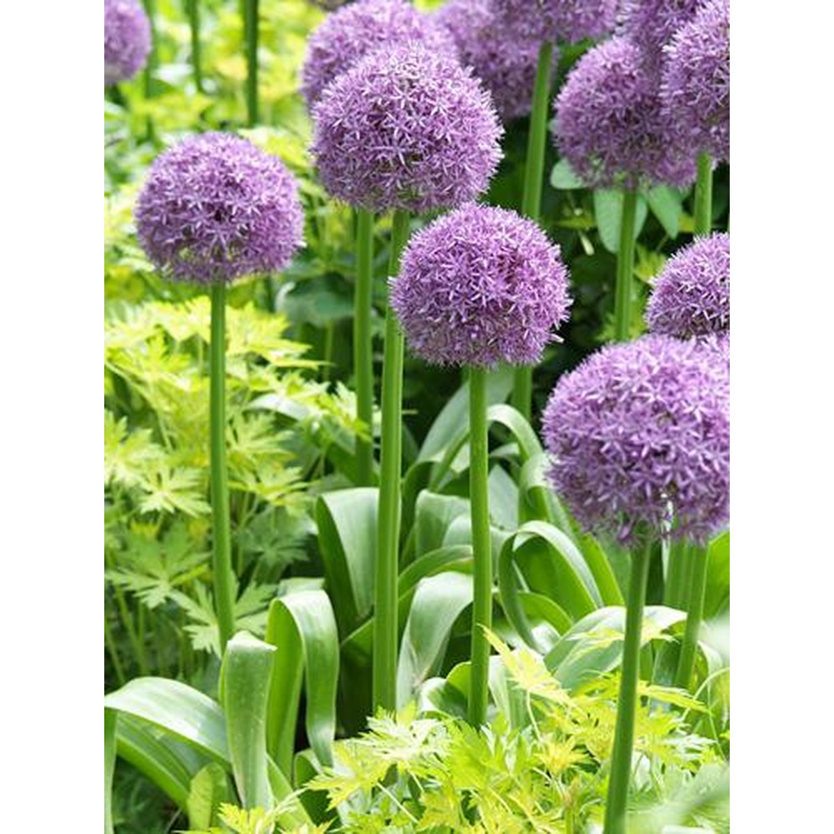   ALLIUM HIS EXCELLENCY  