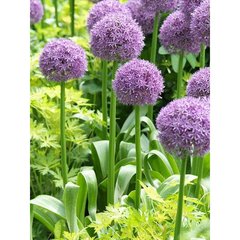   ALLIUM HIS EXCELLENCY  