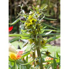   FRITILLARIA GREEN EYES  
