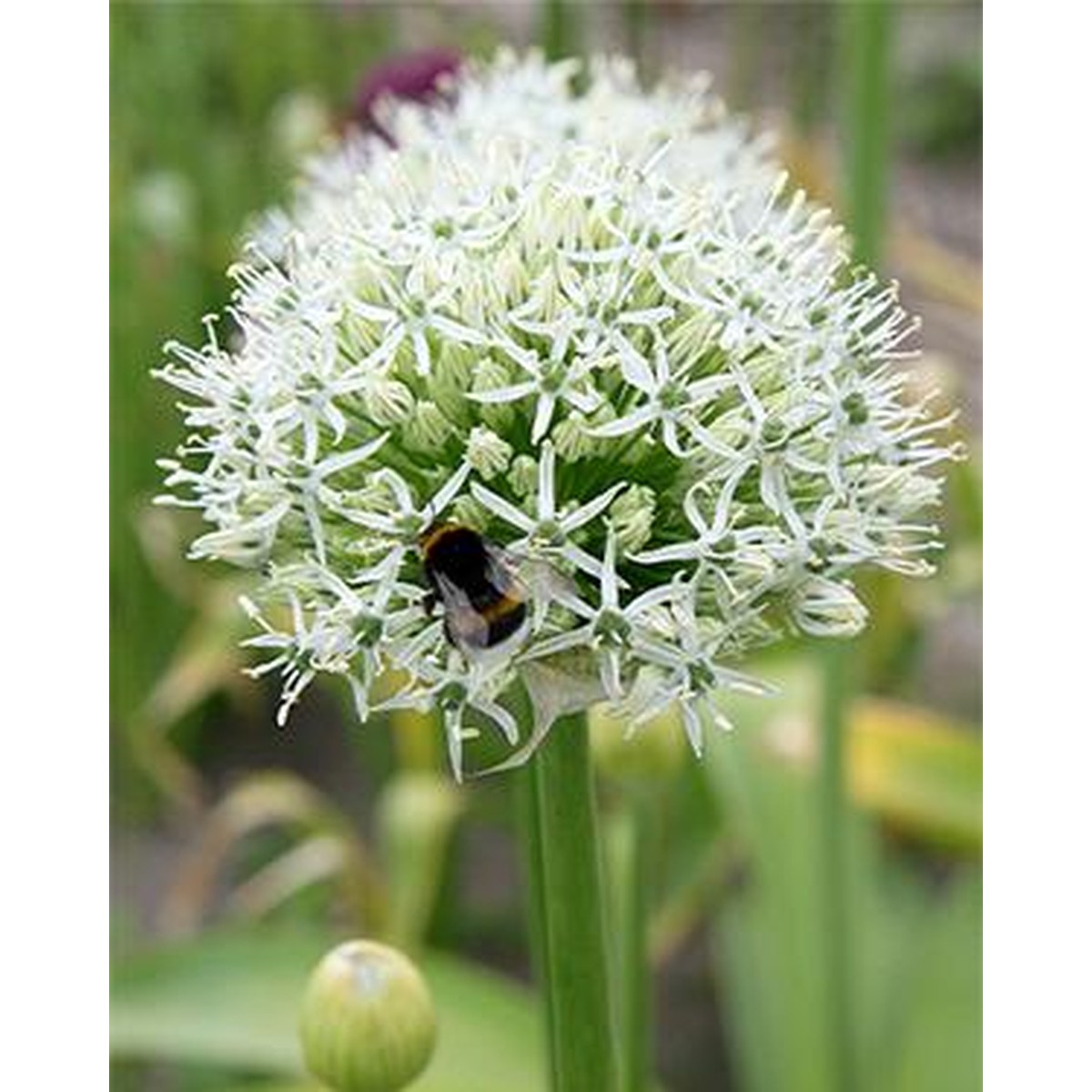   ALLIUM MOUNT EVEREST  20/+