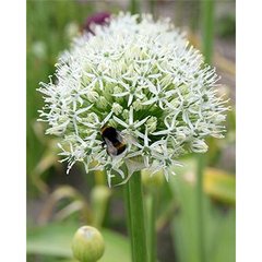   ALLIUM MOUNT EVEREST  20/+