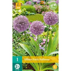   ALLIUM PARTY BALLOONS  16/18