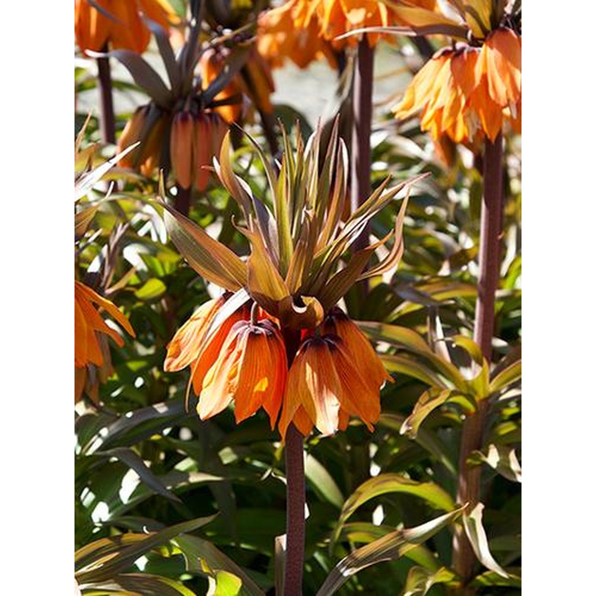   FRITILLARIA IMP. SUNSET  20/24