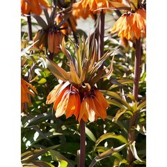   FRITILLARIA IMP. SUNSET  20/24