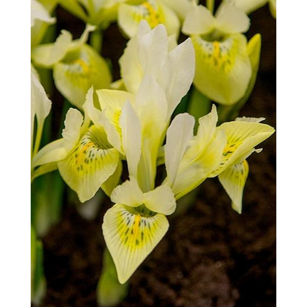   IRIS KATHARINES GOLD  6/+