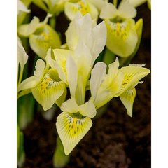   IRIS KATHARINES GOLD  6/+