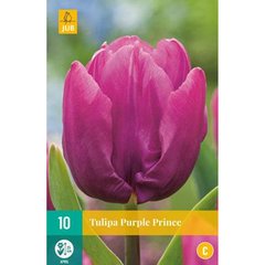   TULIPE CANDY PURPLE PRINCE MIX  