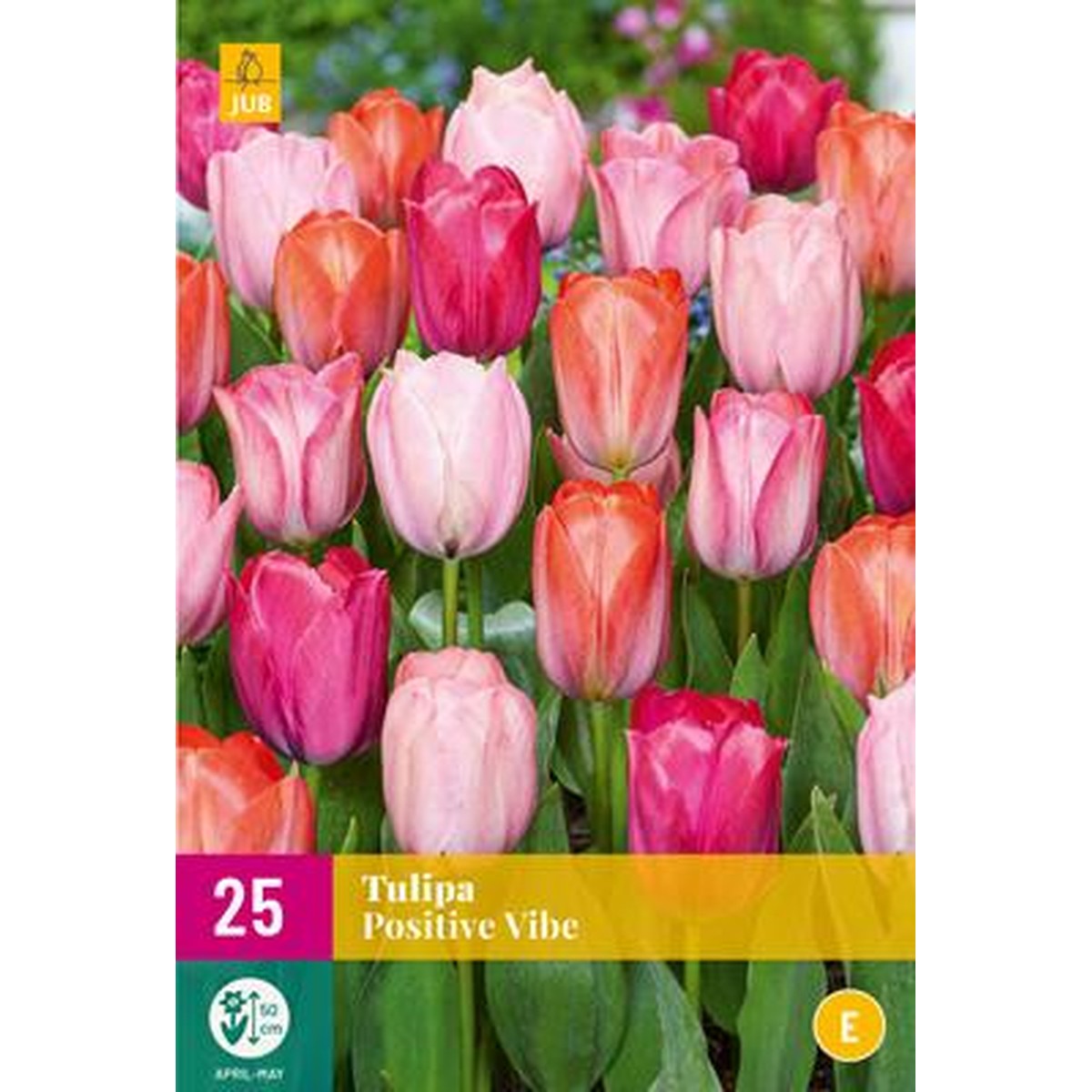   TULIPE POSITIVE VIBE  