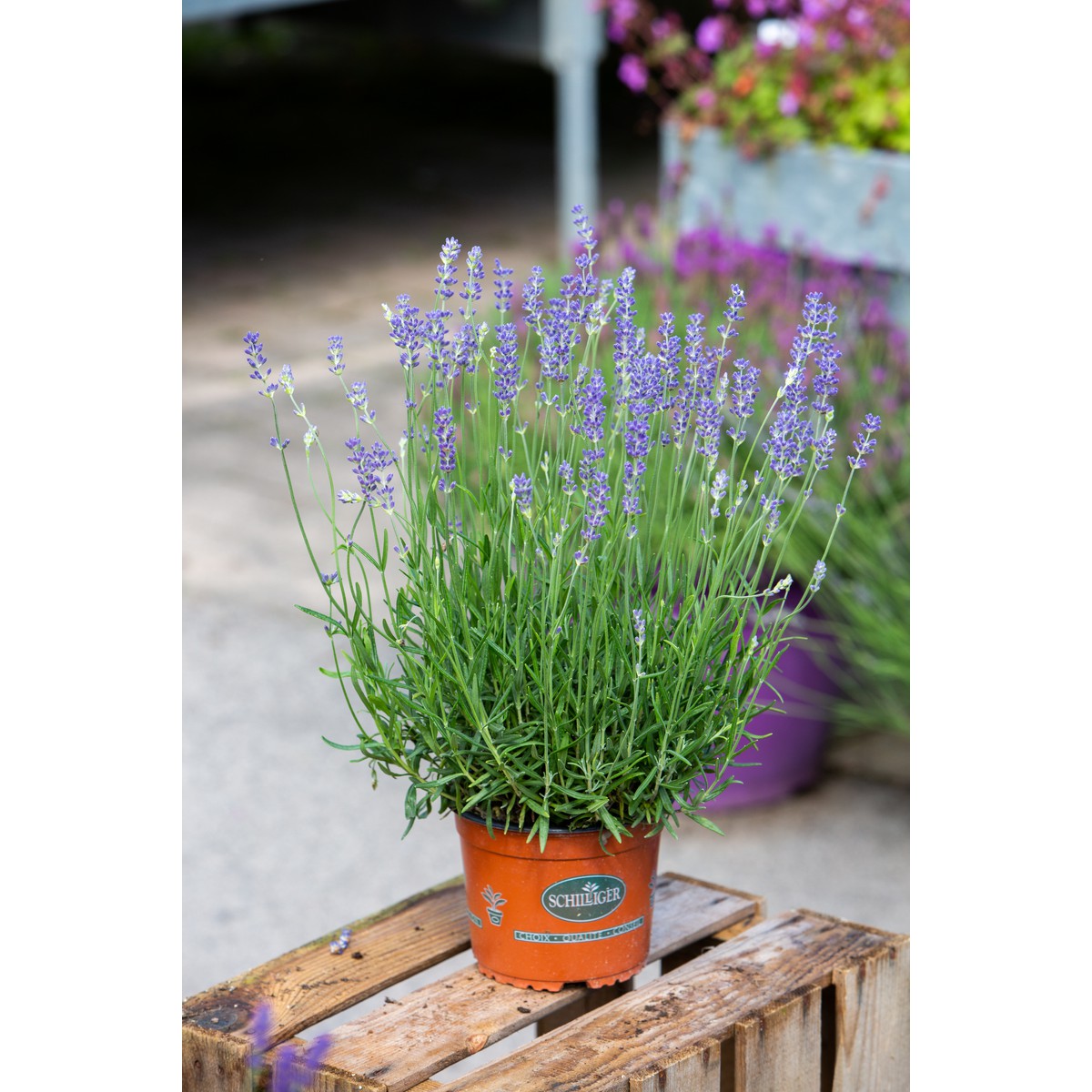 Schilliger Production  Lavandula angustifolia 'Munstead'  Pot de 15 cm