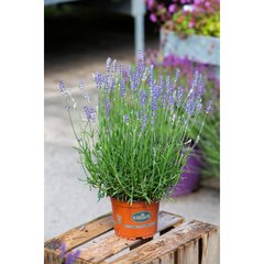 Schilliger Production  Lavandula angustifolia 'Munstead'  Pot de 15 cm