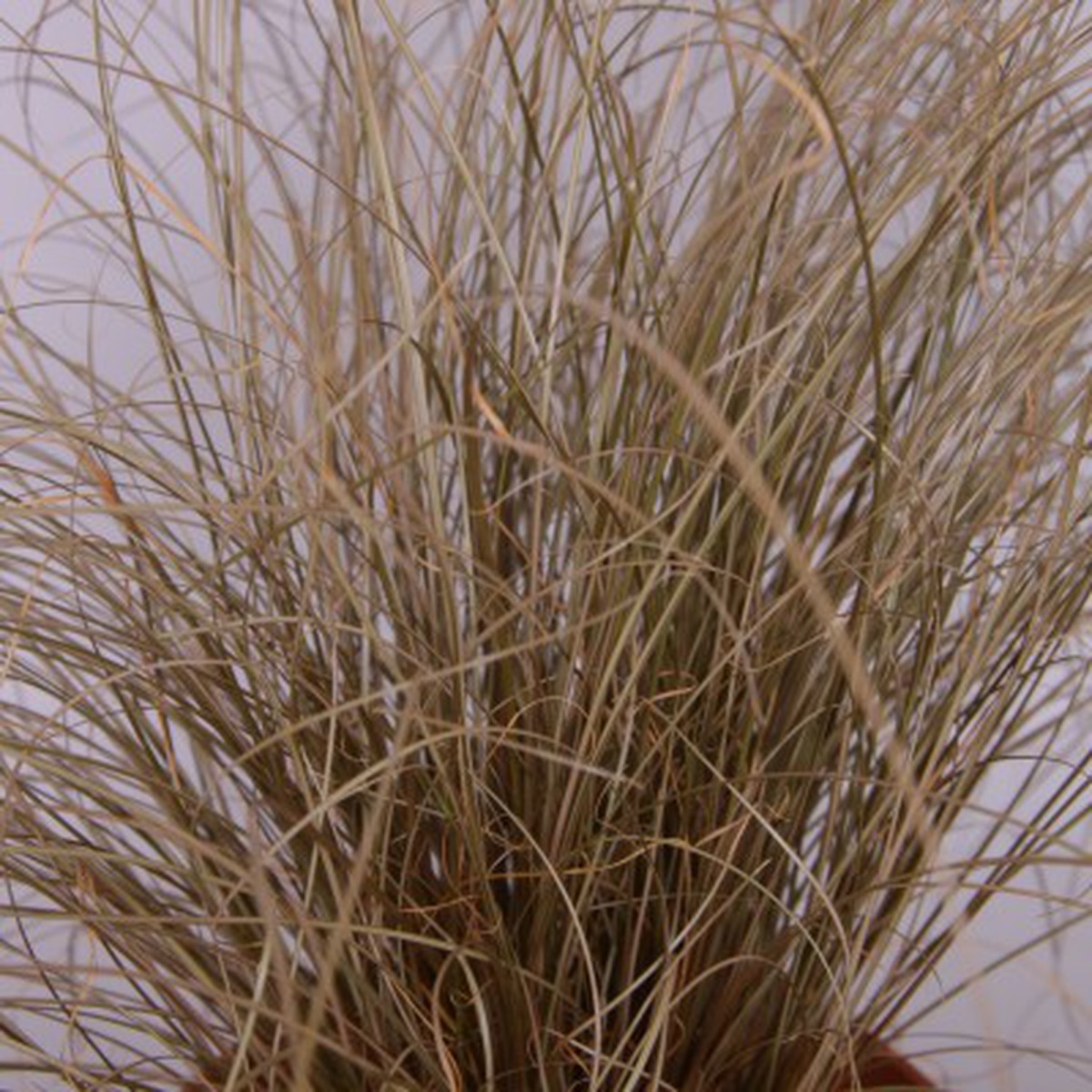 Schilliger Production  Carex comans 'Bronze Form'  12 cm