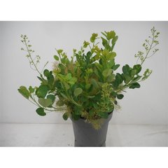 Schilliger Production  Cotinus coggygria 'Young Lady'  C9 40/60